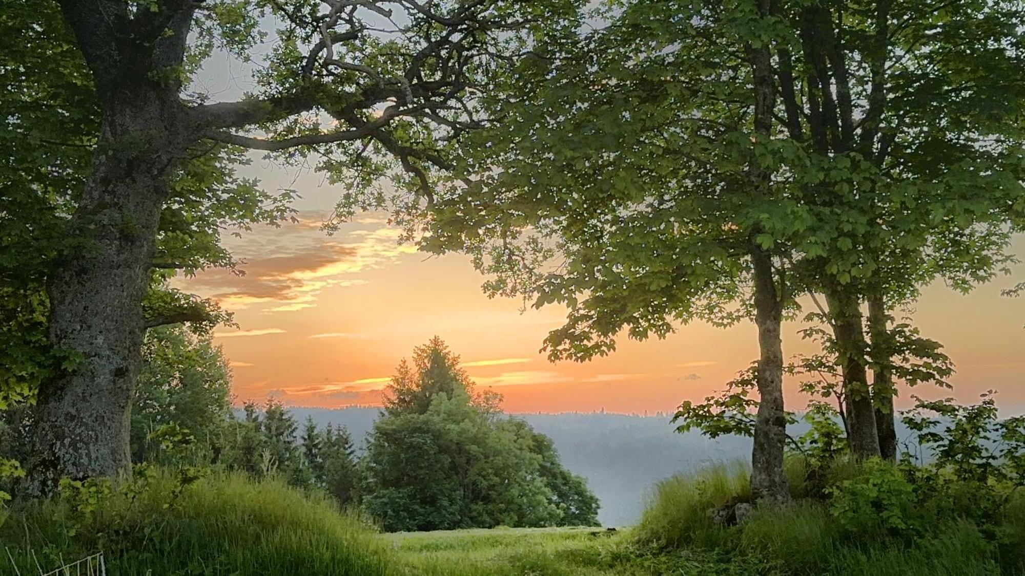 Dachsberg im SchwarzwaldHaus Schlageterアパートメント エクステリア 写真