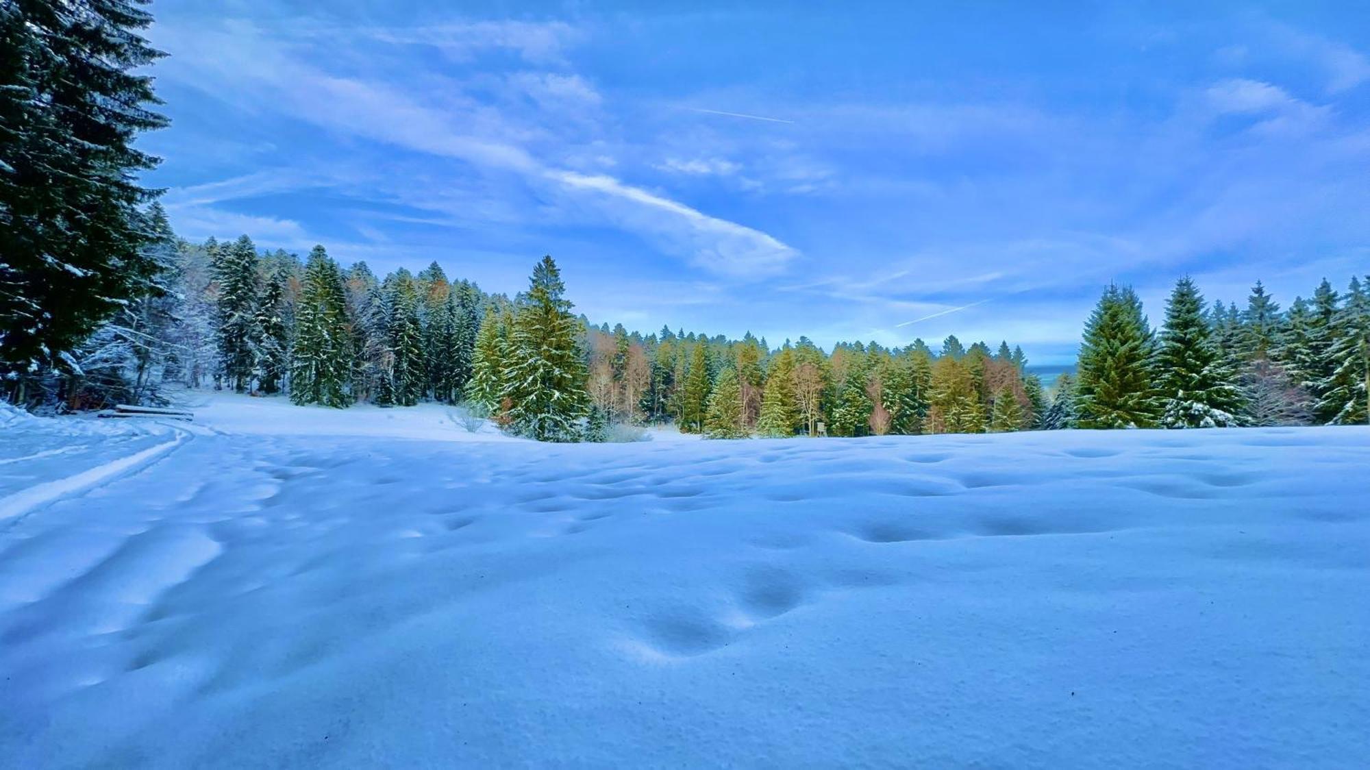 Dachsberg im SchwarzwaldHaus Schlageterアパートメント エクステリア 写真